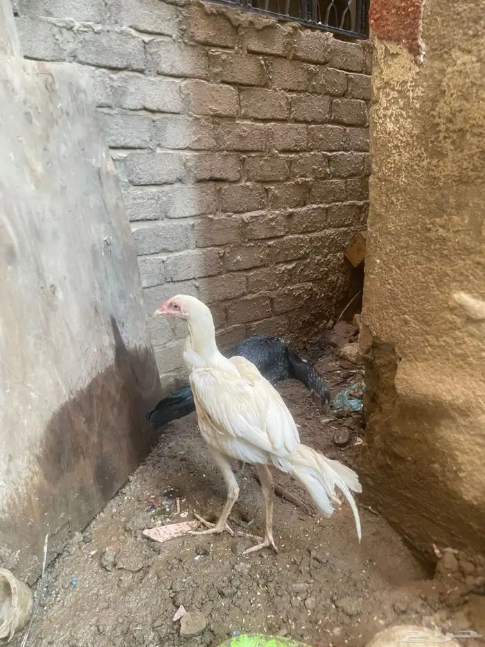 دجاج باكستاني 5