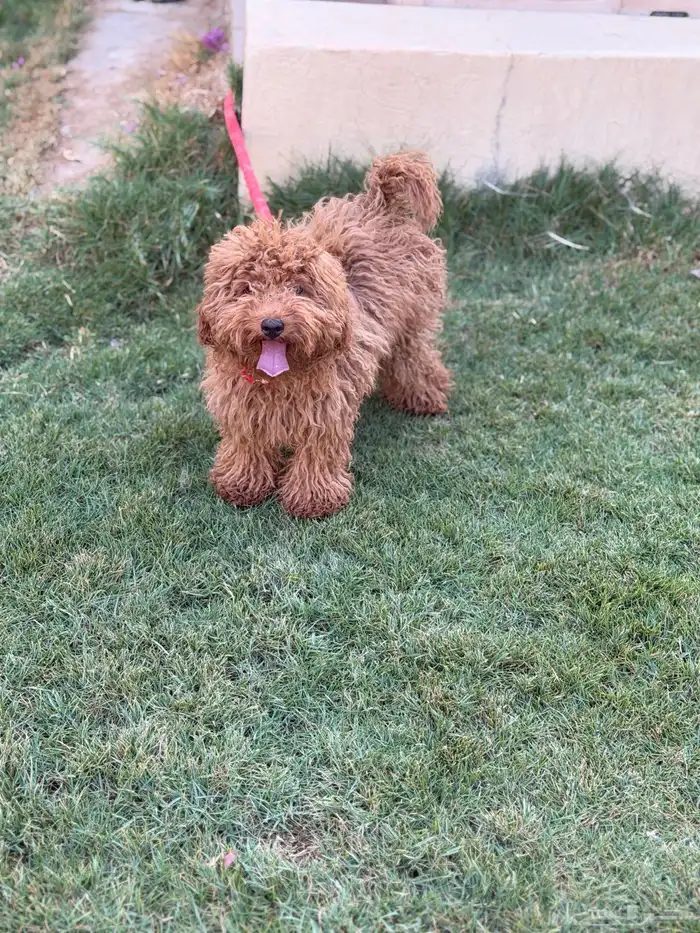 انثى توي بودل 13