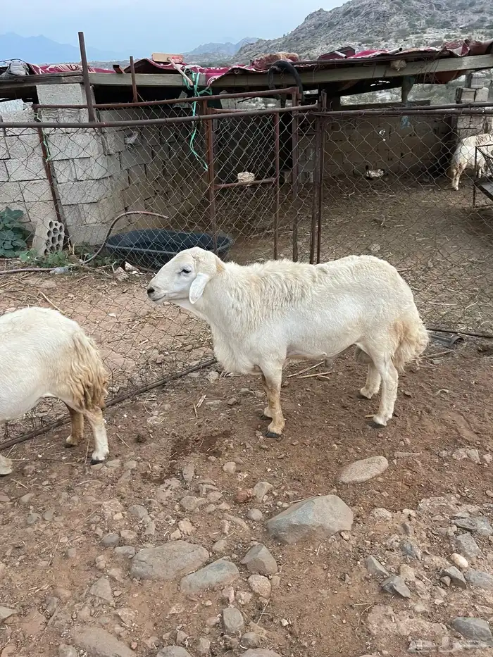 فحل حري فاخر 0