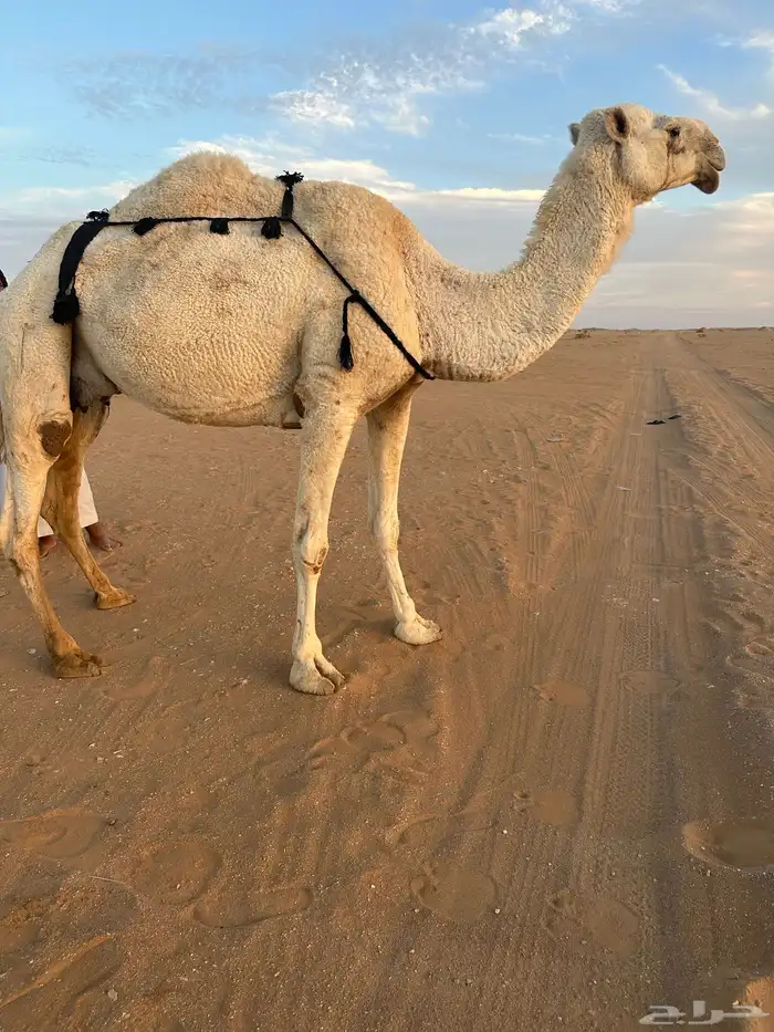 عشرا وضحى بدون بنتها 2