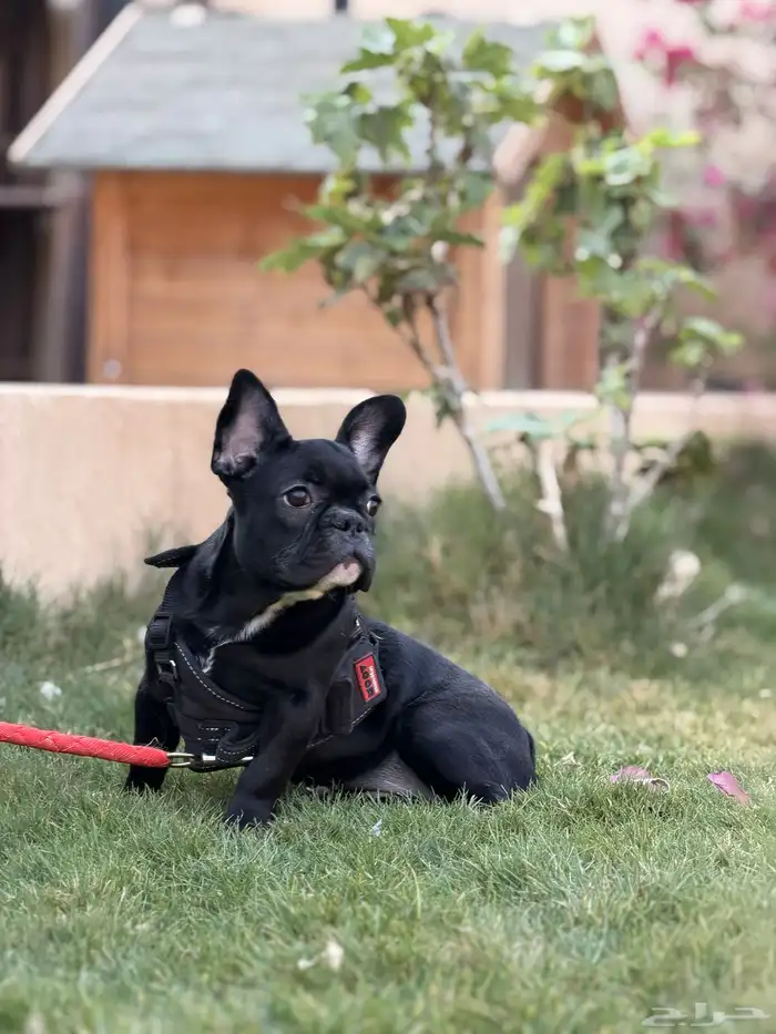 كلاب فرنش بولدوق 9