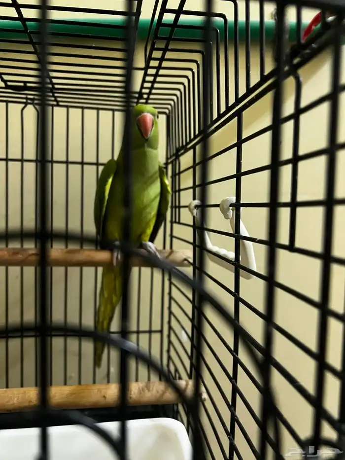 ببغاء الدرة الهندي 0