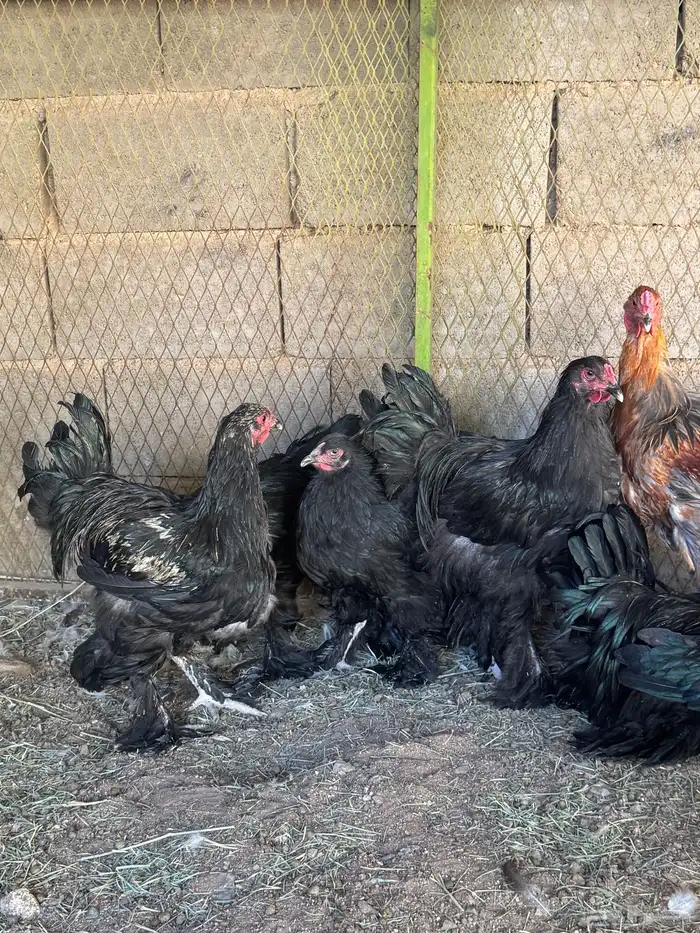 دجاج برهما كولمبي والأسود الصك خوارج سلالة كونك مستوىTOP 8