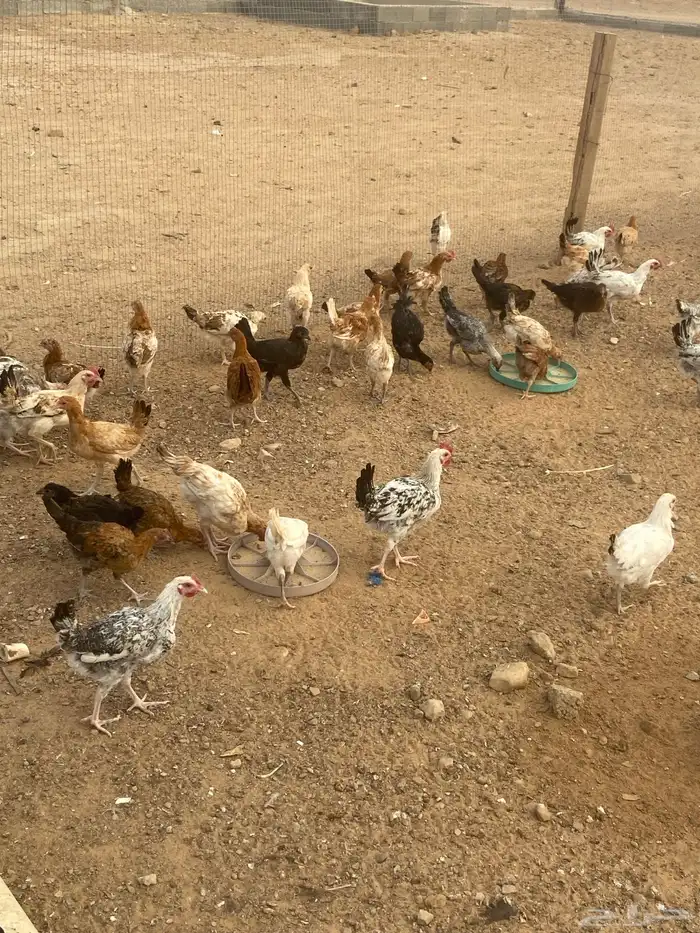 دجاج عمره شهرين إلى ثلاث شهور 1