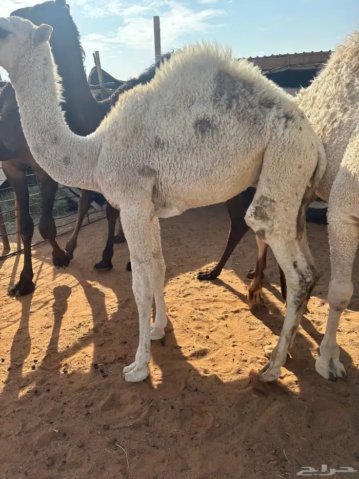 حوار لباني سمين 0