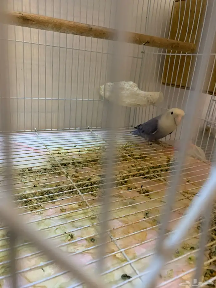 ذكر روز منتج شرط 2