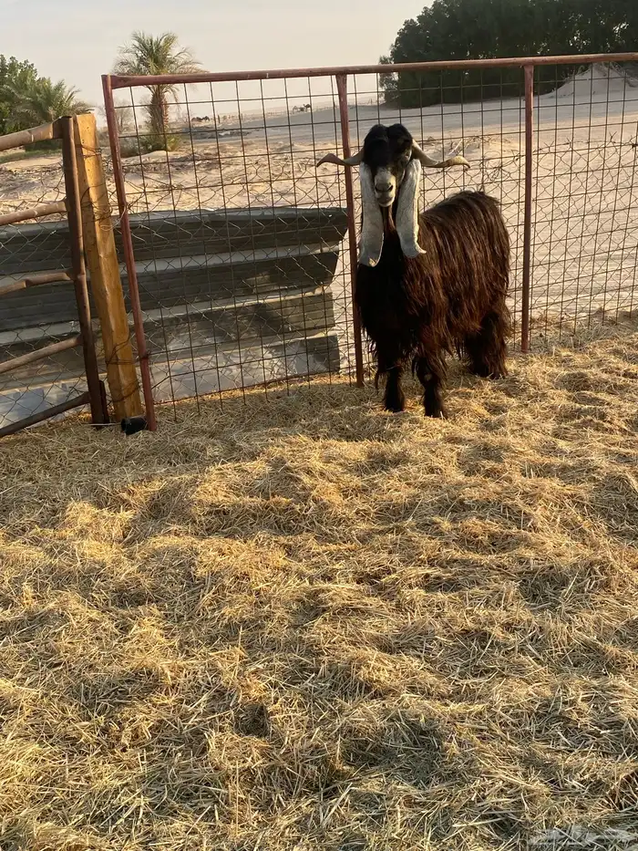 تيس فحل حار في القريع 0