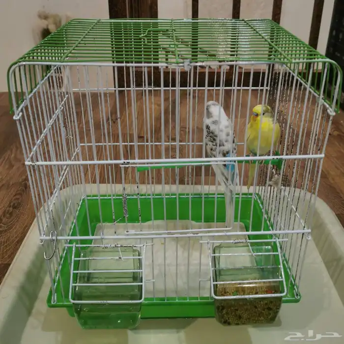للبيع طيور حب بادجي ذكر و انثى مع القفص 3