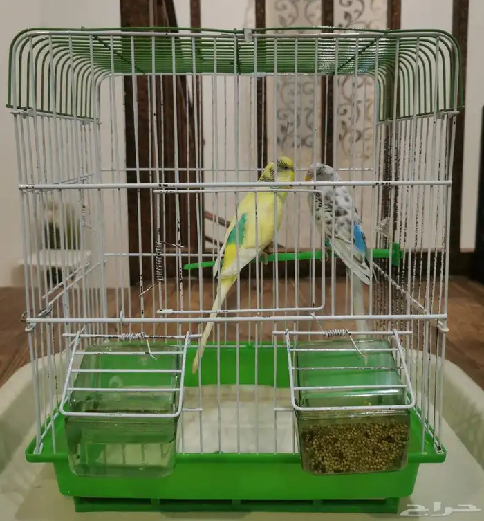 للبيع طيور حب بادجي ذكر و انثى مع القفص 2