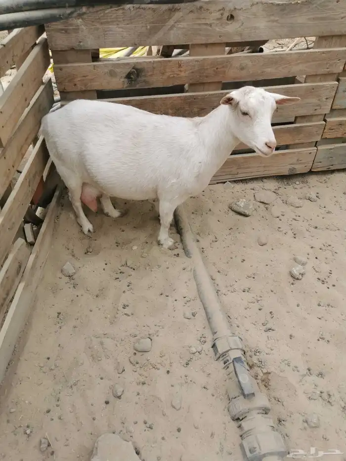 عنز قزمي مكس للبيع في الأحساء 1