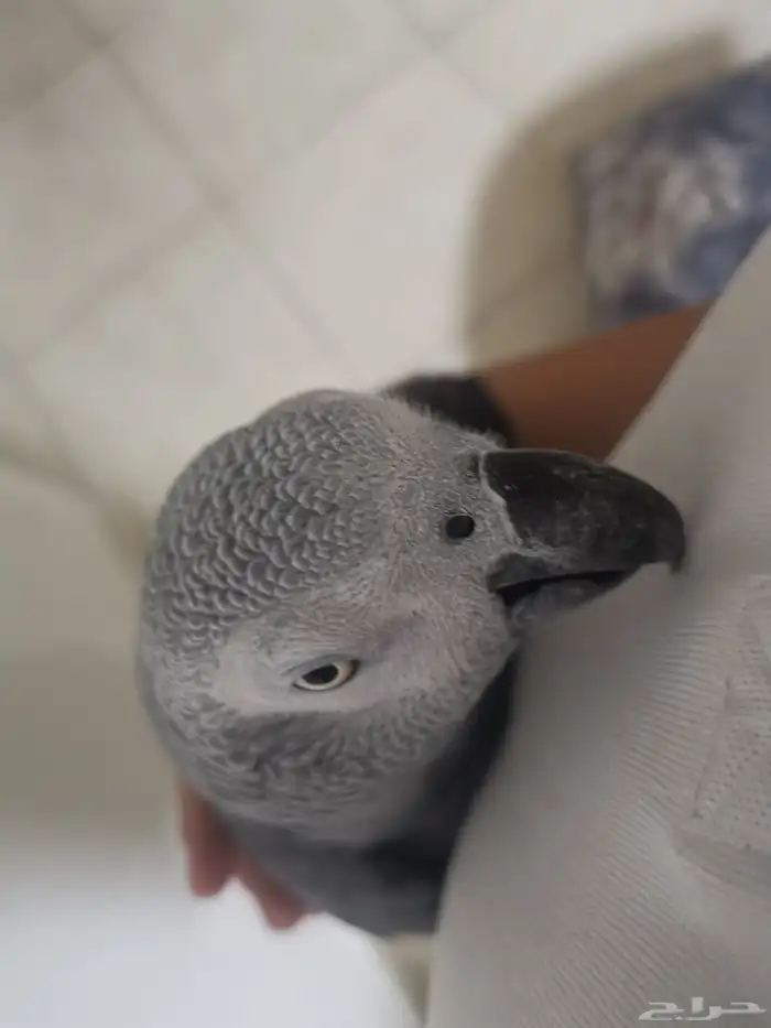 ببغاء كاسكو 2