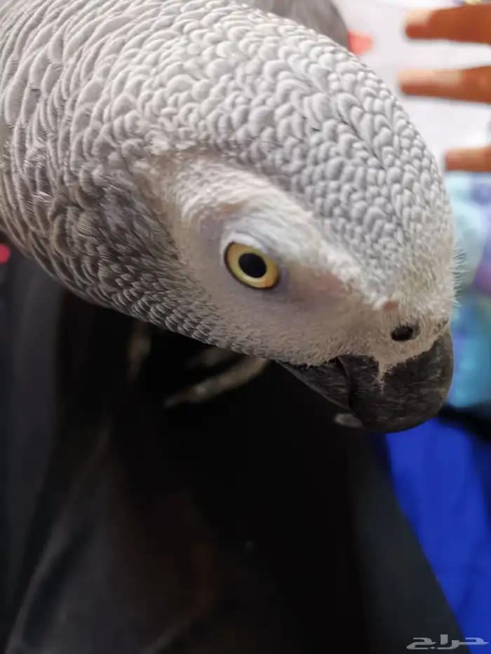 ببغاء كاسكو 0