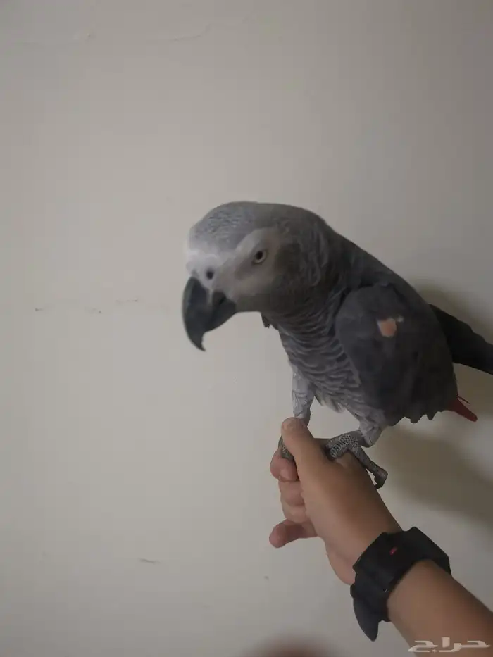 ببغاء كاسكو 3