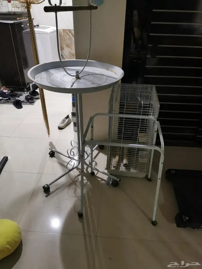 ببغاء كاسكوا أفريقي ذكر حجم سوبر جاموا اليف يقبل المسح 5