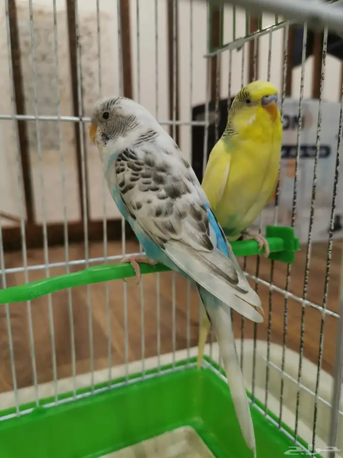 للبيع طيور حب بادجي ذكر و انثى مع القفص 0