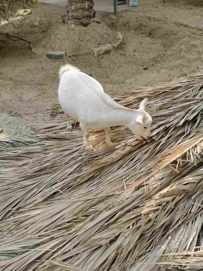 عنز قزمي مكس للبيع في الأحساء 3