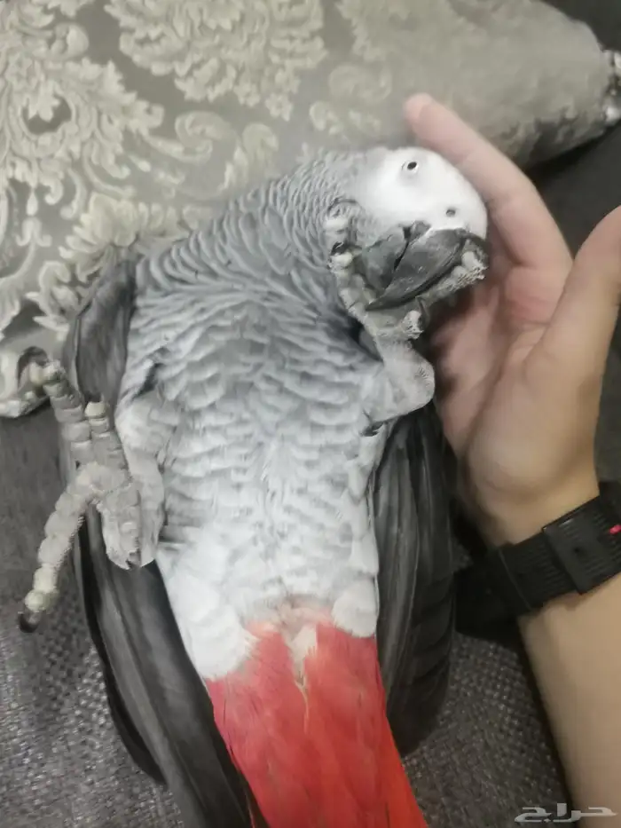 ببغاء كاسكو 1