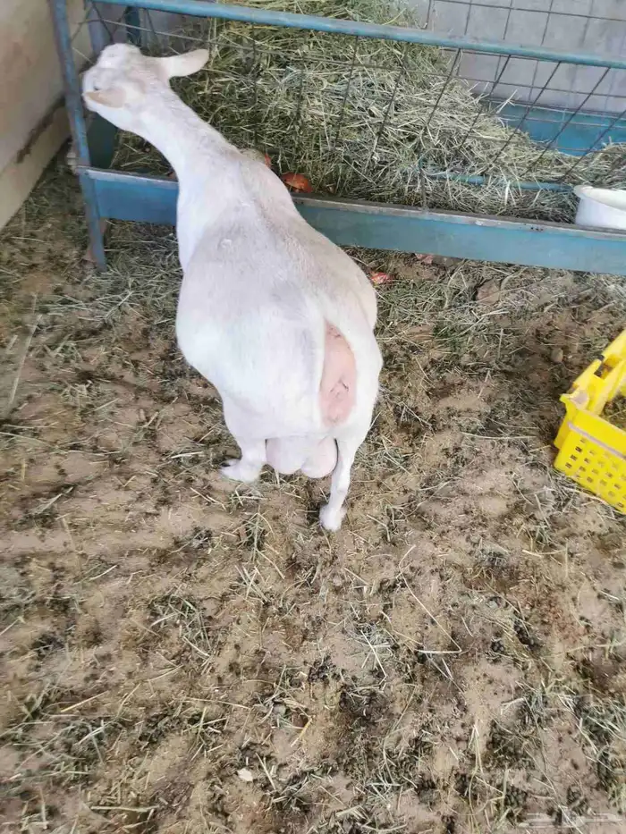 عنز قزمي مكس للبيع في الأحساء 0