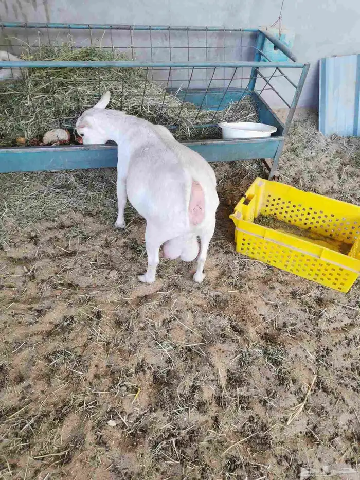 عنز قزمي مكس للبيع في الأحساء 2