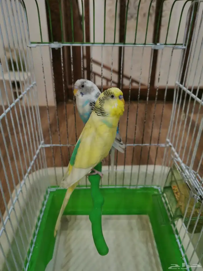 للبيع طيور حب بادجي ذكر و انثى مع القفص 1
