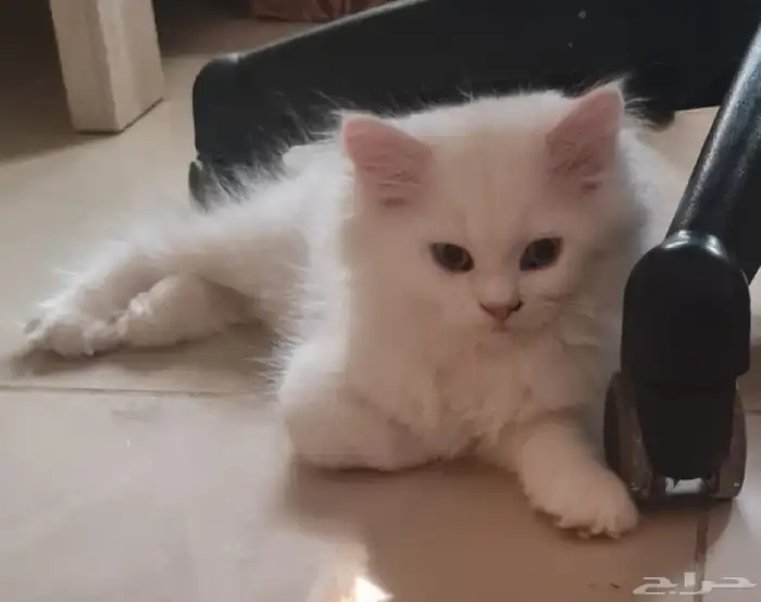 كتن أنثى هجين شيرازي مع هملايا 0