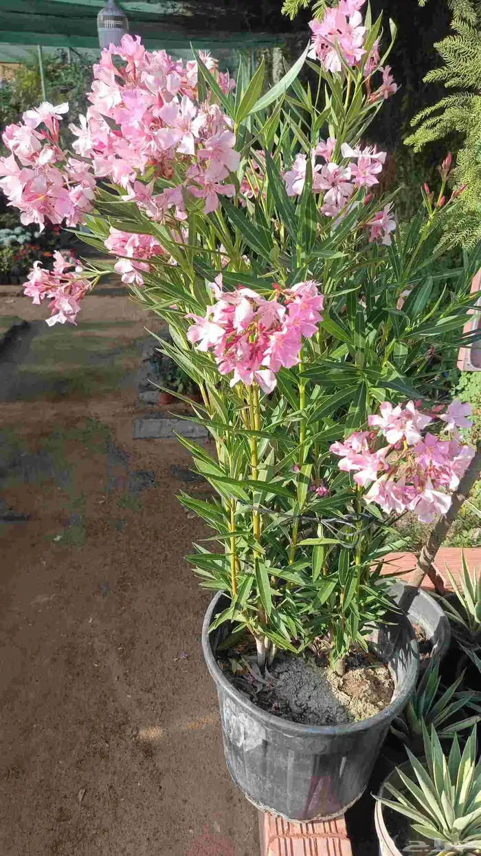 تنسيق حدايق واحواش فلل 2