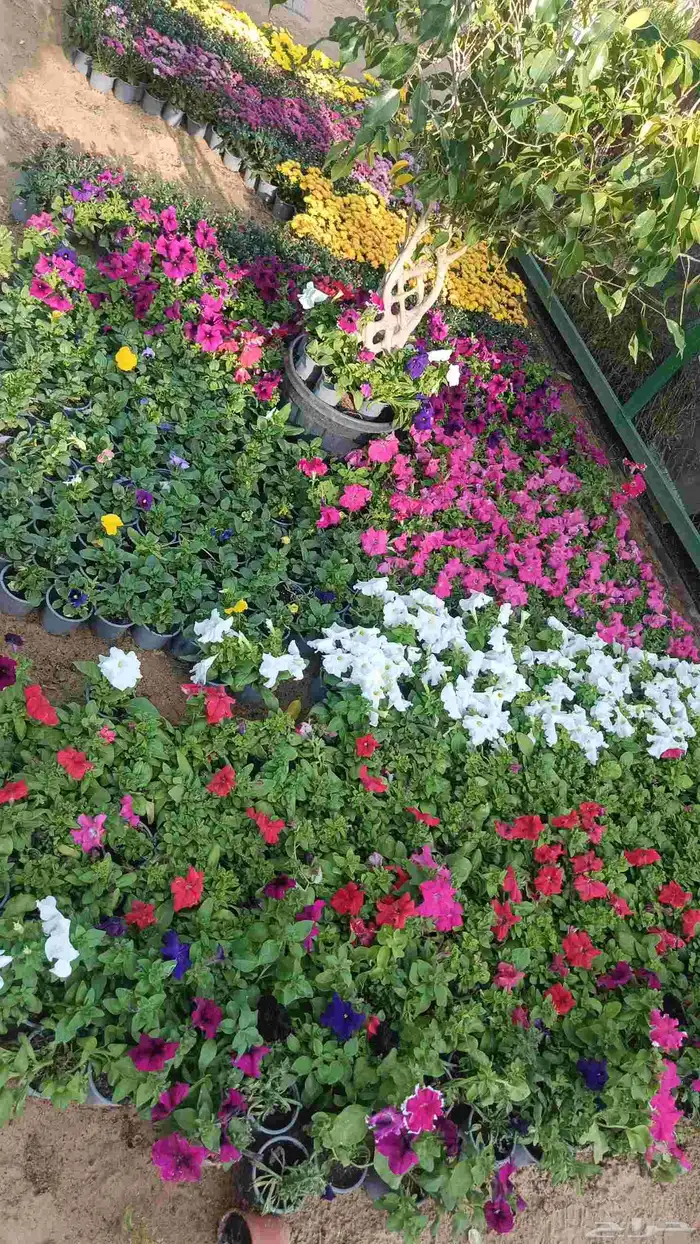 تنسيق حدايق واحواش فلل 3