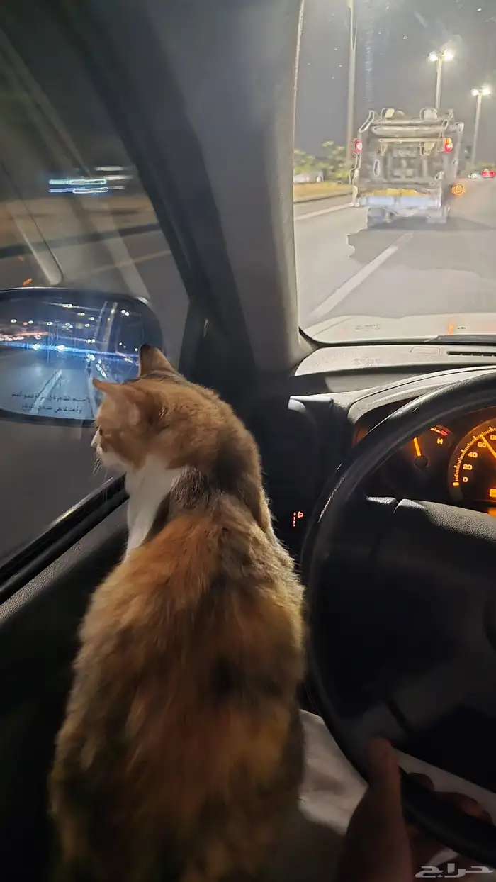 قطه للتبني معقمه 3