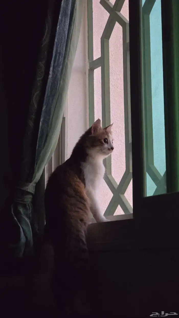 قطه للتبني معقمه 2