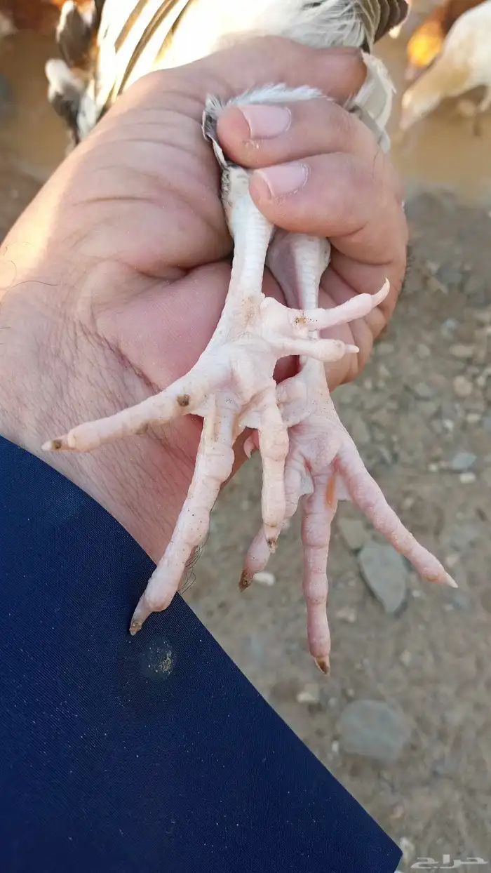 صوص بلدي مشكل 7