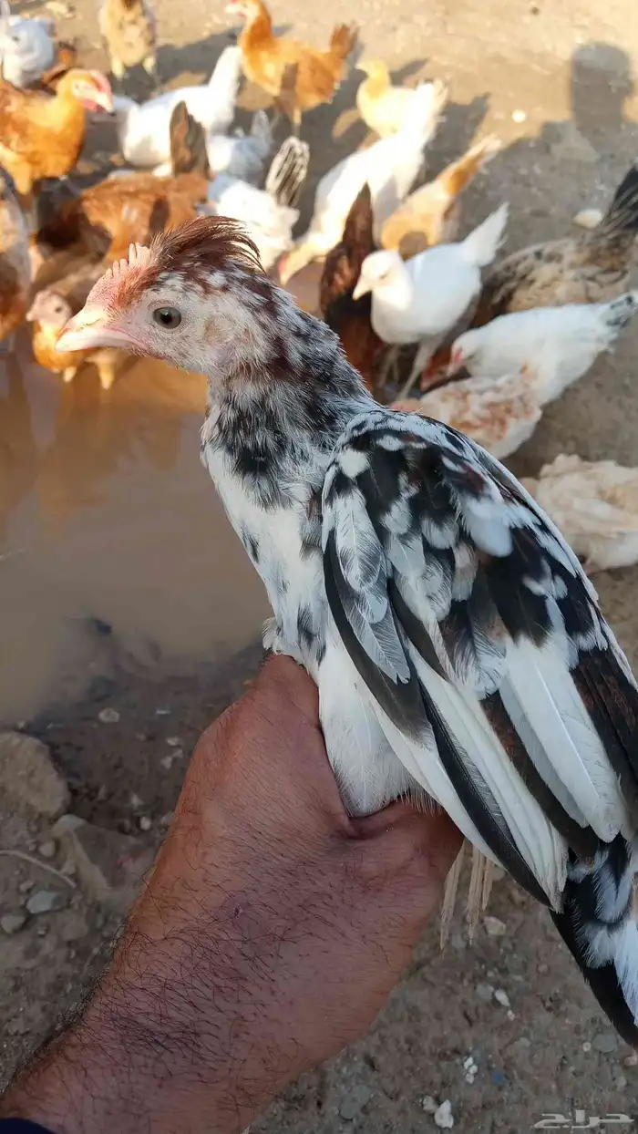 صوص بلدي مشكل 6