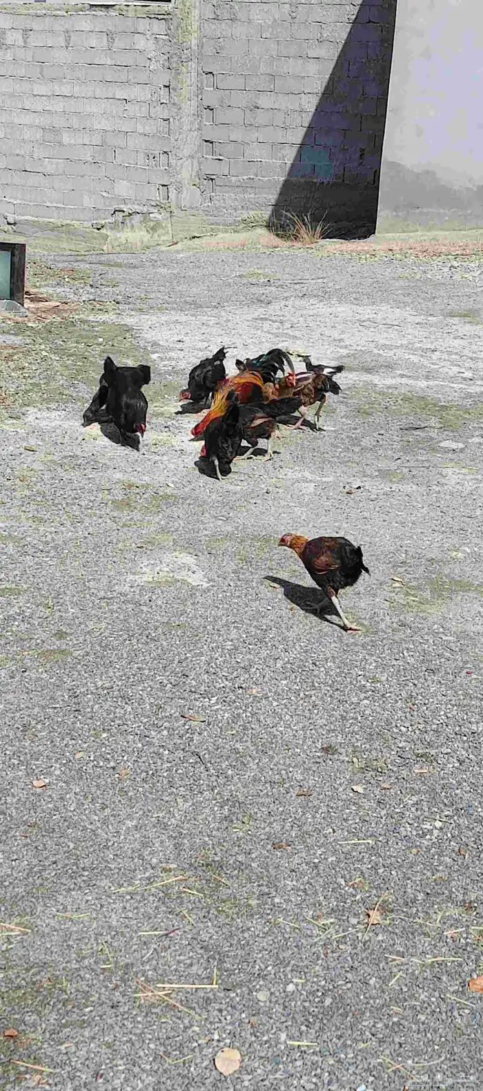 دجاج للبيع... ( تم البيع) 0