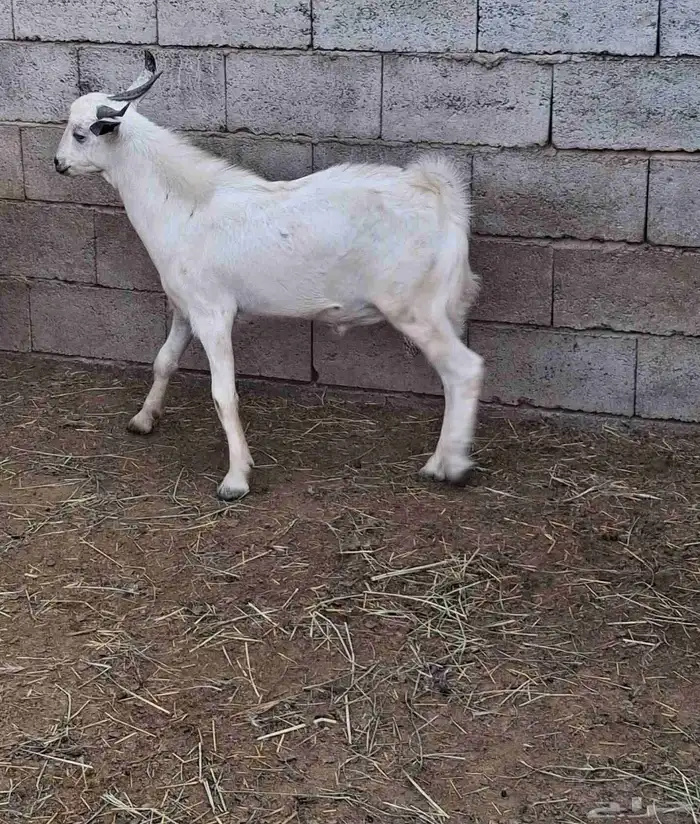 تيس بلدي مخصي فل الفل 3