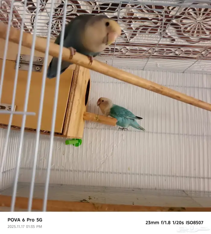 طيور للبيع 2