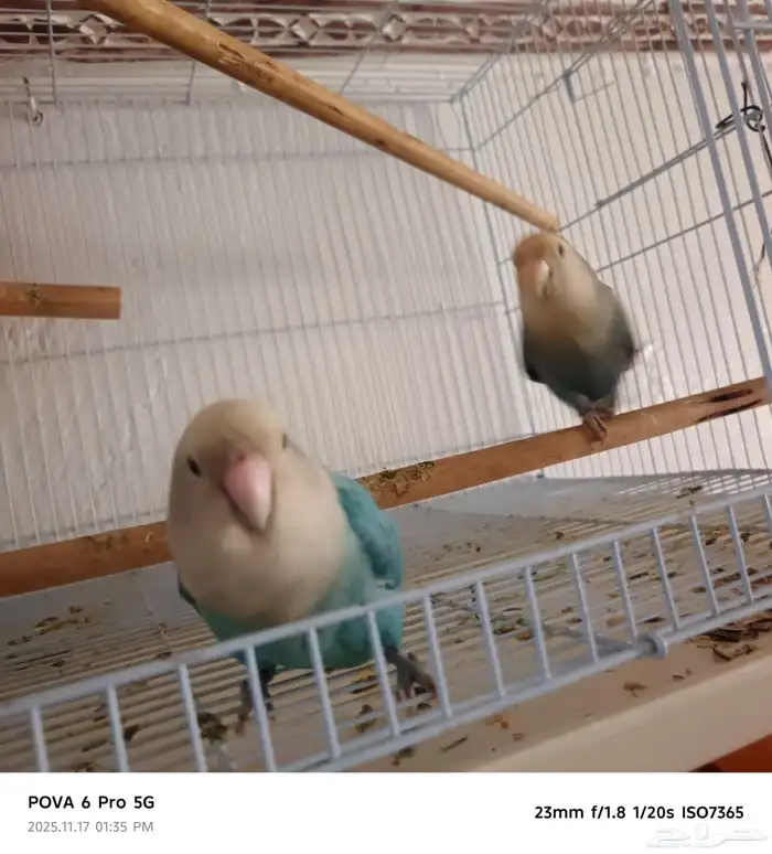 طيور للبيع 1