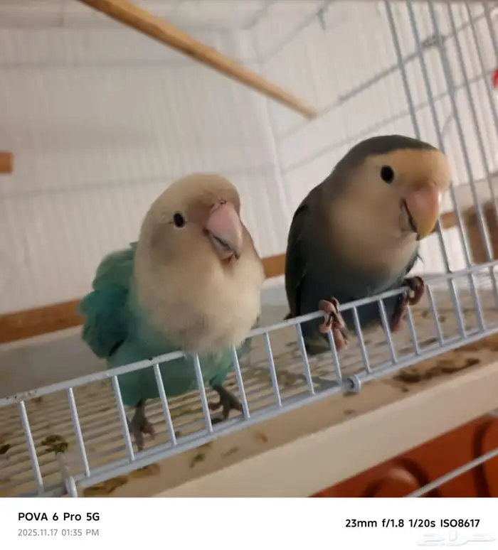 طيور للبيع 0