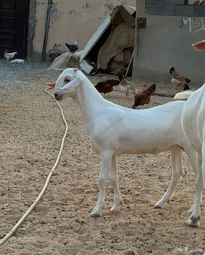 عنز برص فواخر جروم 11