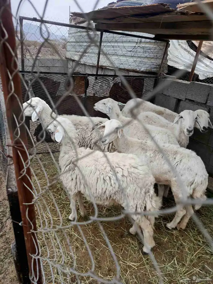 ضان مضاريع 2