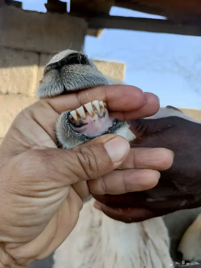 ضان مضاريع 8