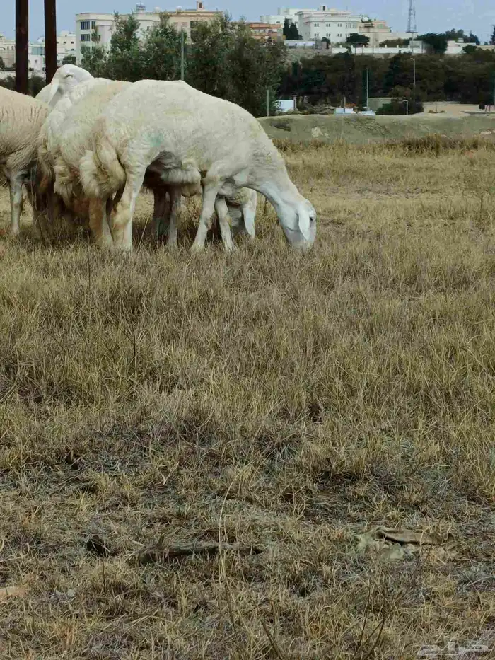 رخال صنف فواخر مع طليان مشاريع فحول 1