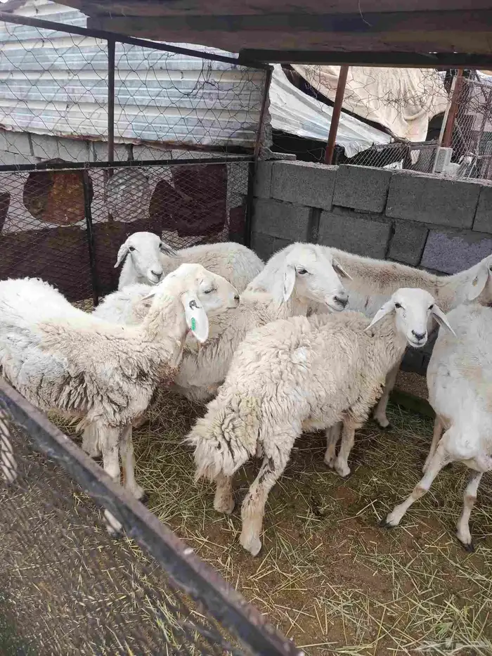 ضان مضاريع 4