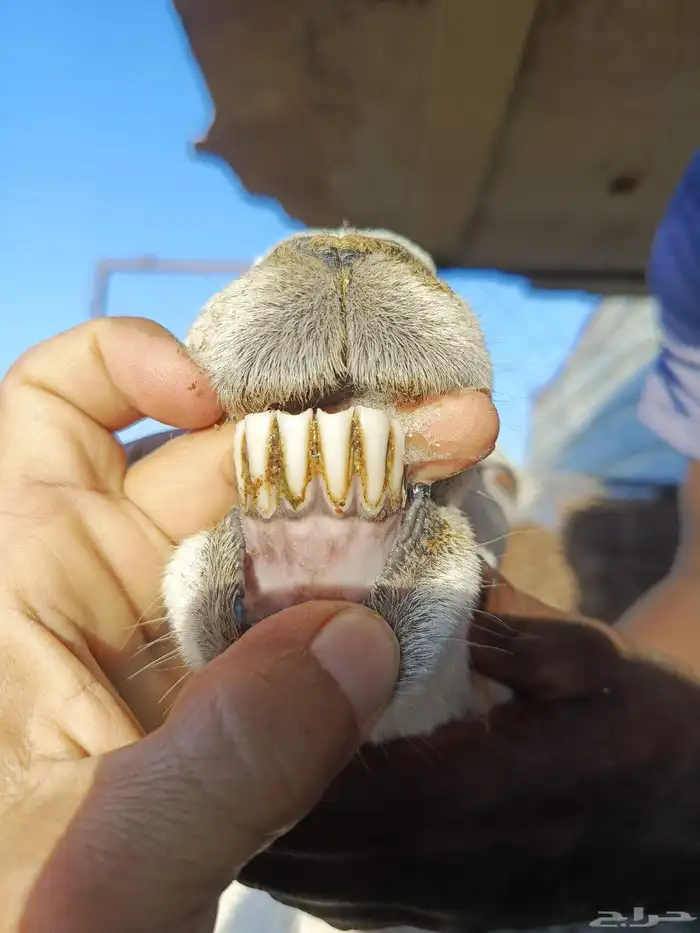 ضان مضاريع 6