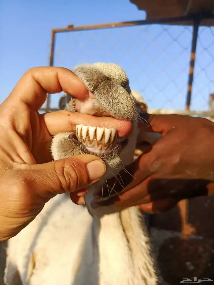 ضان مضاريع 7