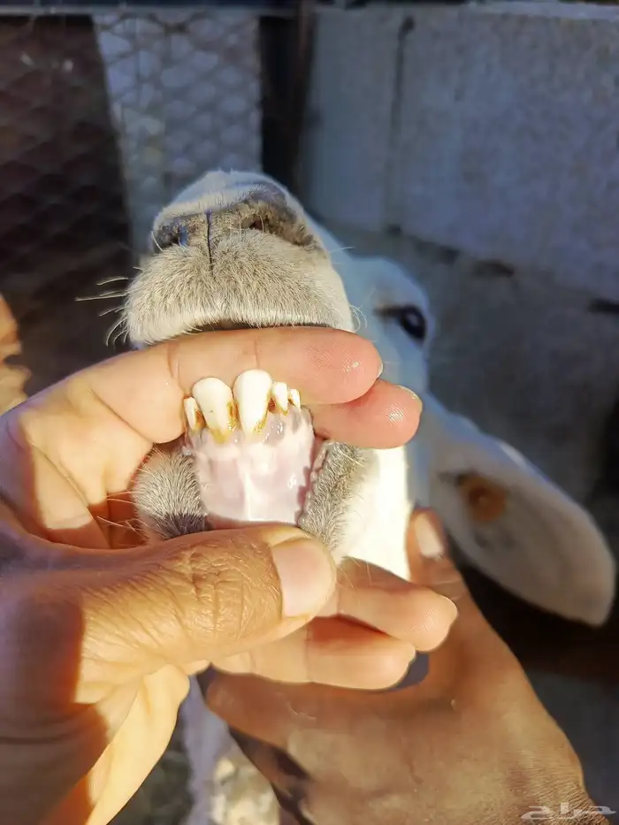 ضان مضاريع 5