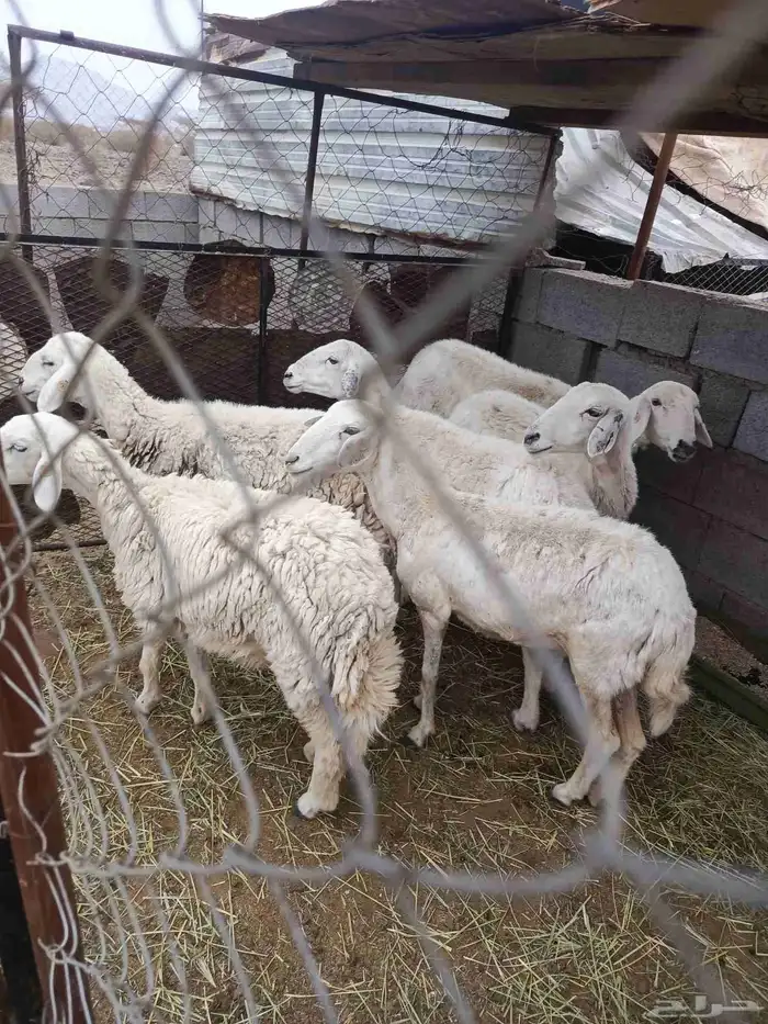 ضان مضاريع 3