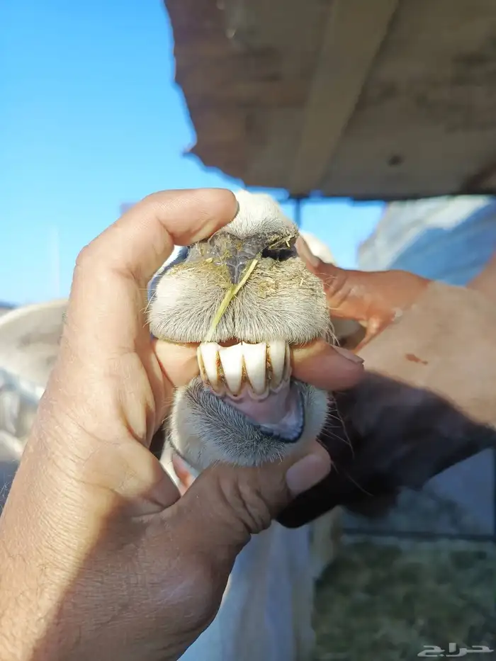 ضان مضاريع 9