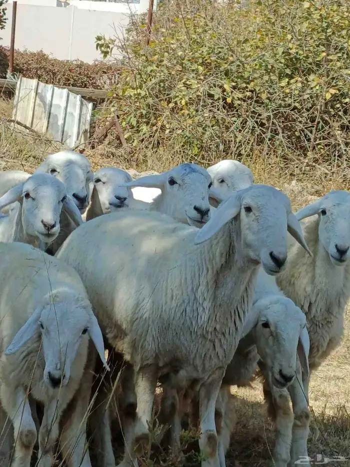 رخال صنف فواخر مع طليان مشاريع فحول 0