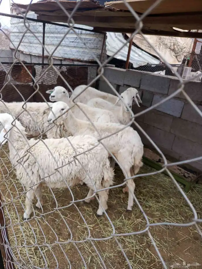 ضان مضاريع 1