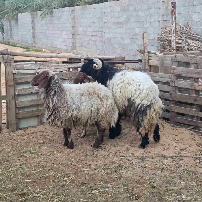 نعيم بالفحل 1