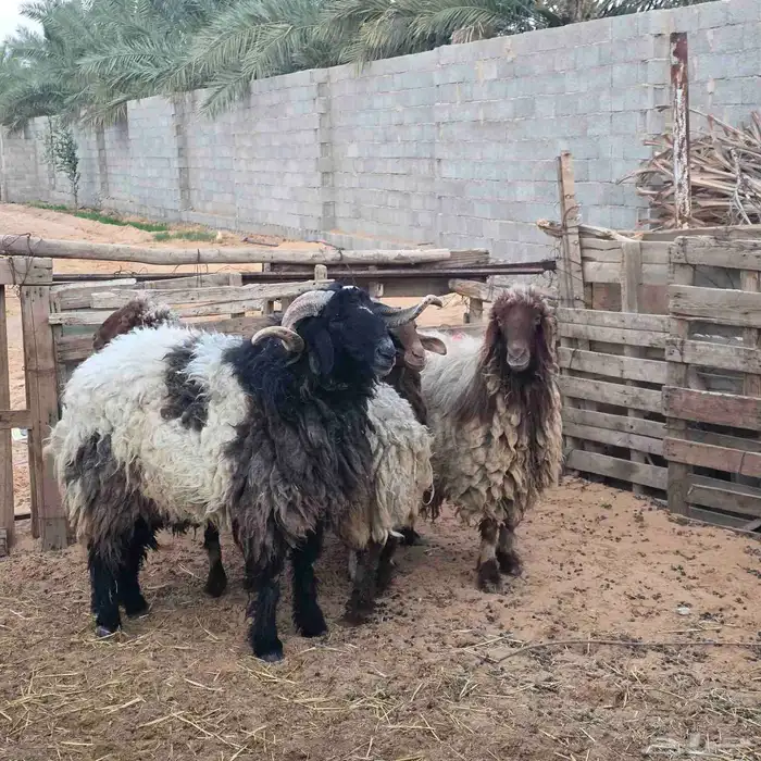 نعيم بالفحل 0